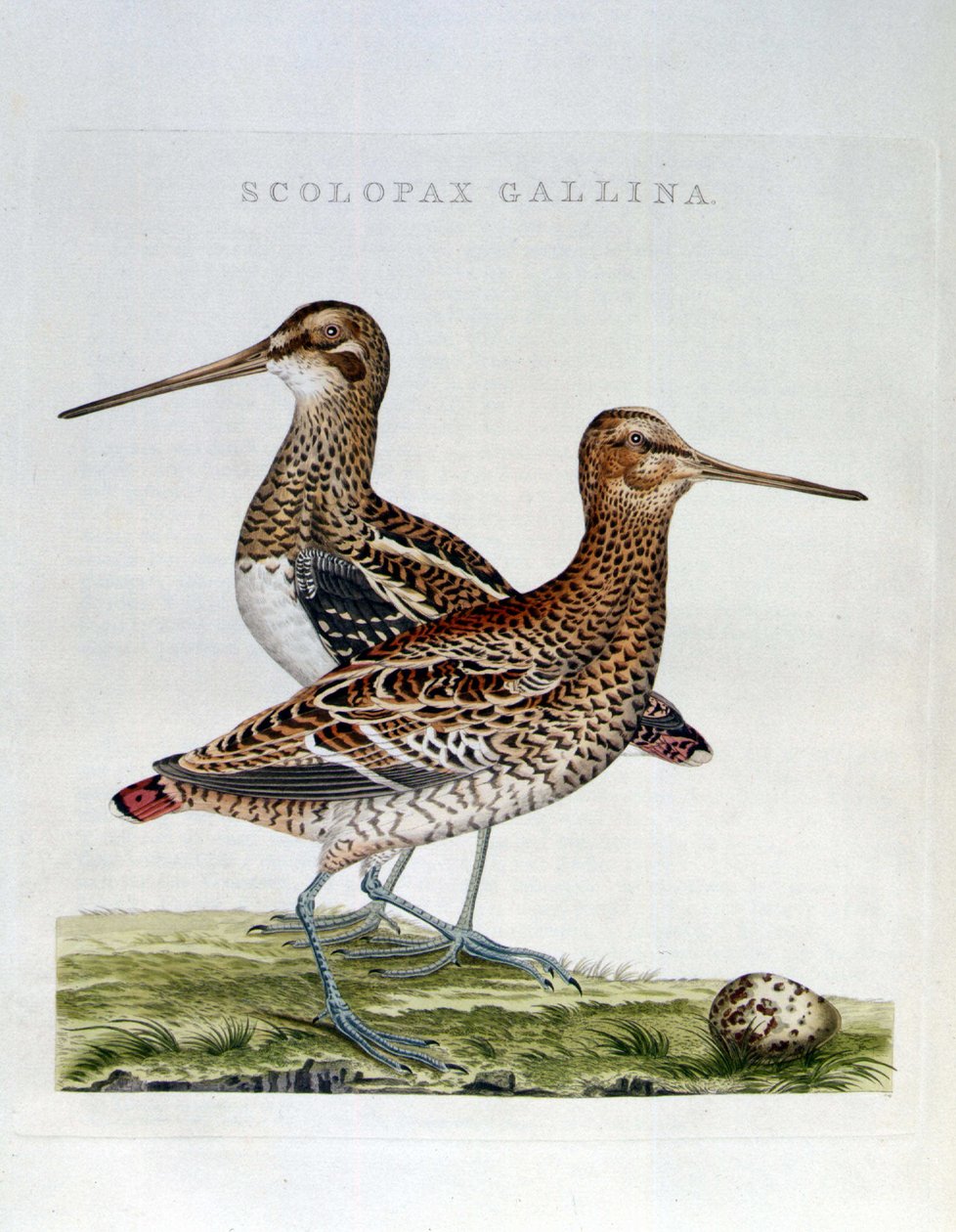 ウッドコックと卵（scolopax gallina） - エングレービング 作： 無名の画家