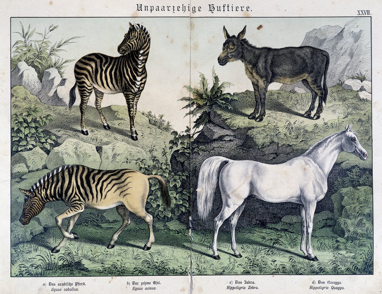 シマウマ、ロバ、ウマ「Histoires naturelles des mammals