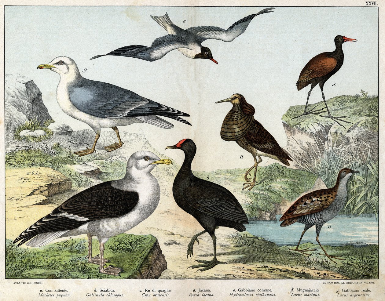 a:闘士（Machetes pugnax）、b：鶏（Gallinula chloropus）、c:ラレ・デ・ジネ（Crex pratensis）、d:Jacana (Parra Jacana), e: Black-eyed Gull (Hydrocolaeus ridibundus), f: Seagull (Larus marinus), g: Herring Gull (Larus argentus) - 「Natural Hist」にて。 作： 無名の画家