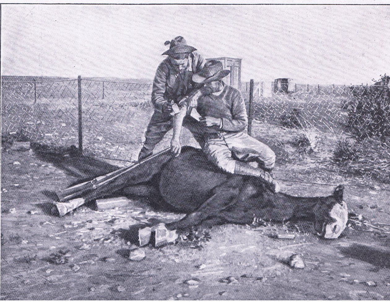 危うく逃げられるところだった。馬を撃たれて負傷したスカウト（Harmsworth Bros Limited出版のAfter Pretoria: The Guerilla Warより）。 作： 未知の写真家