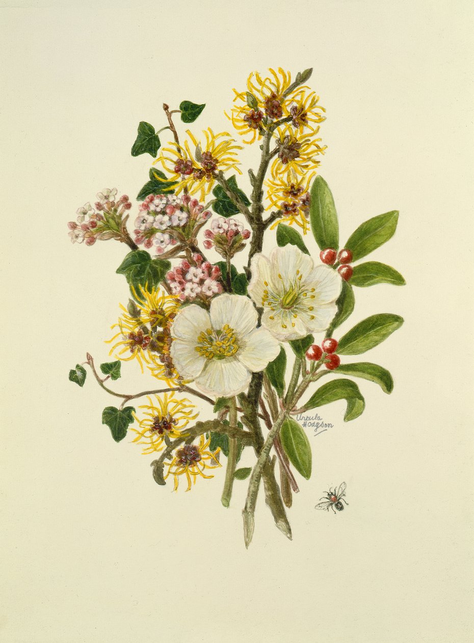Skimia Japonica、Hammemelus、Viburnum、Hellebore（紙にトイレ） 作： ウルスラ・ホジソン