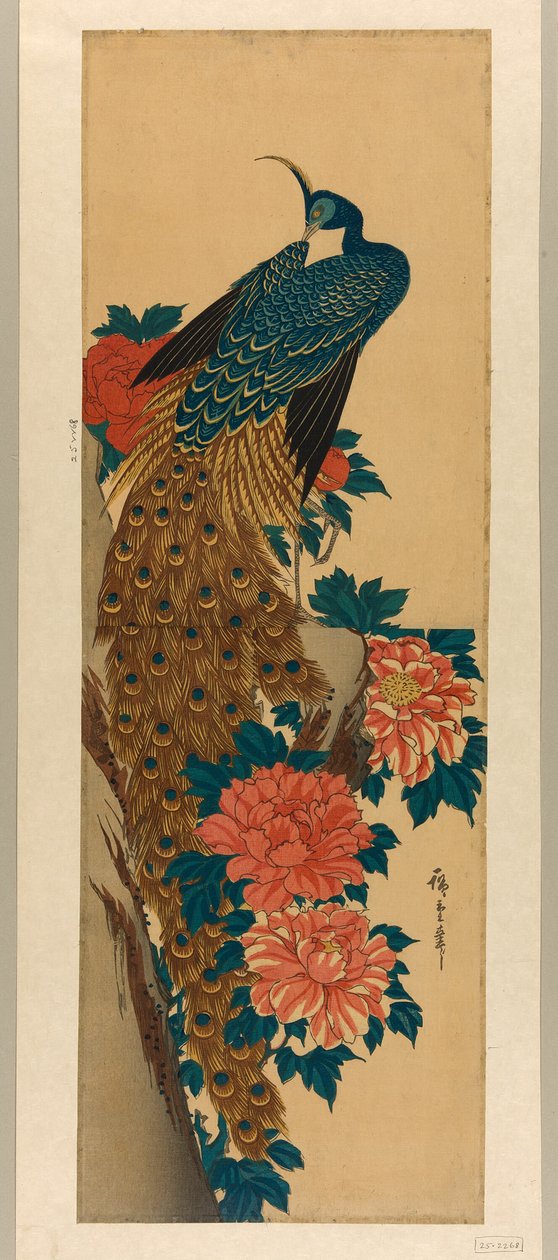 孔雀と牡丹 作： 歌川広重