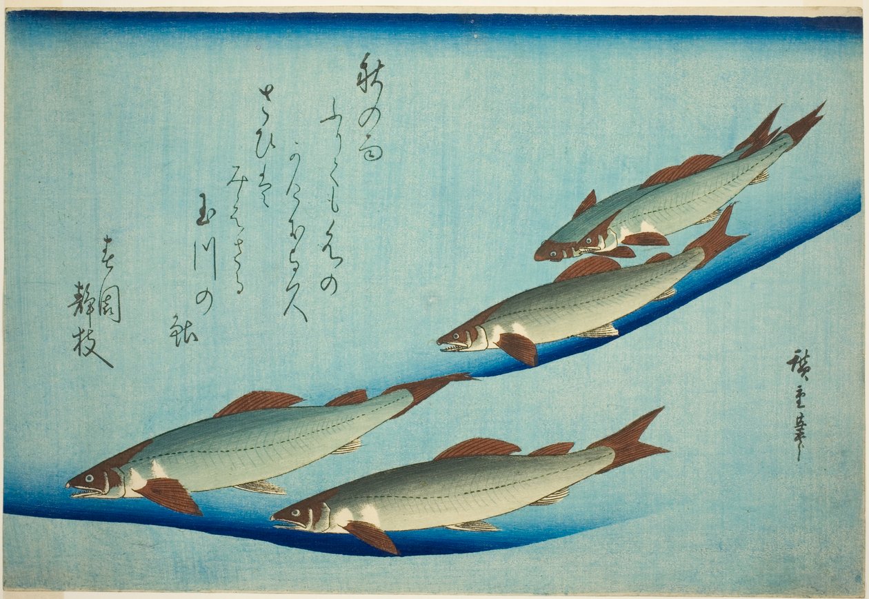 川鱒 作： 歌川広重