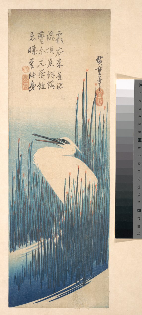 Weißer Reiher zwischen Schilf 作： 歌川広重