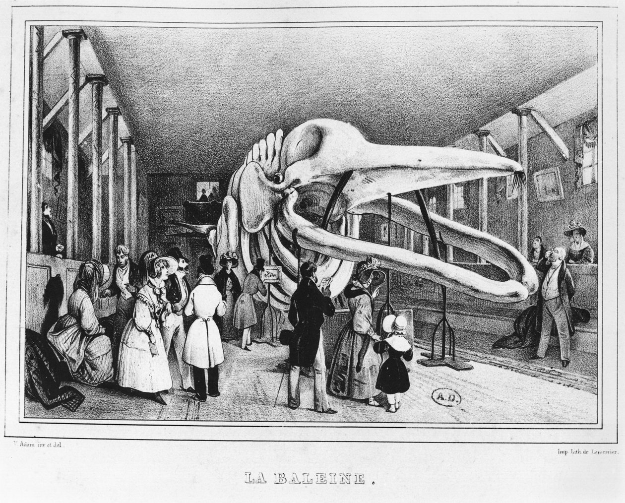 パリ自然史博物館のクジラ、1840年頃 作： ビクター・アダム