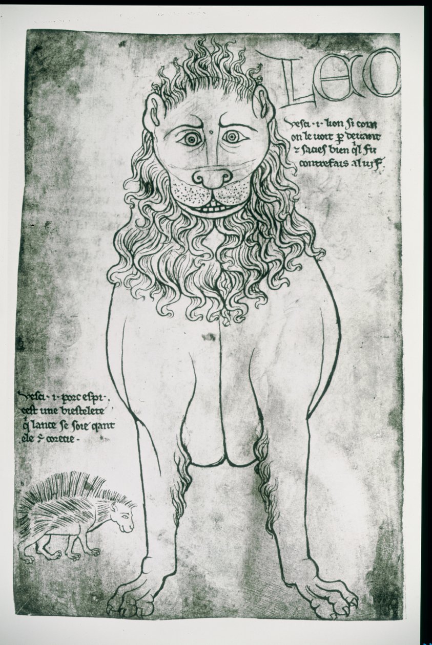 Ms Fr 19093 fol.24vライオンとヤマアラシ（ファクシミリ） 作： ヴィラールドオンヌクール