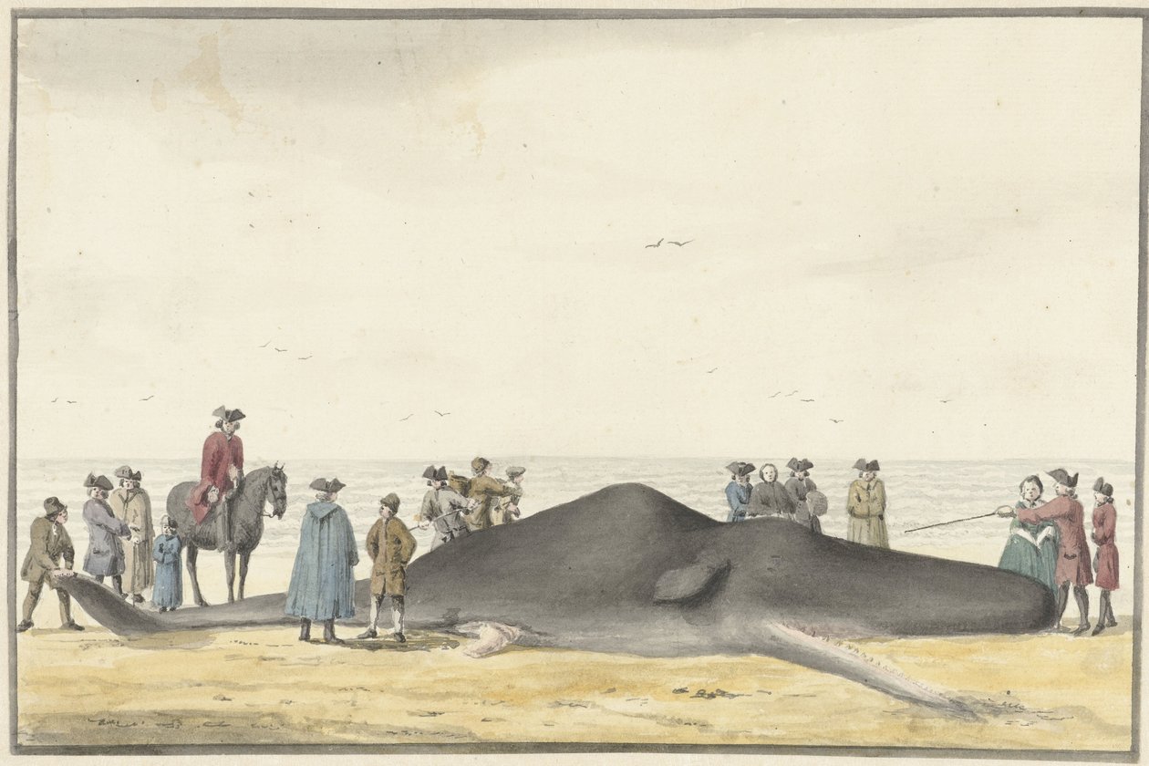 1762 年 2 月 20 日、ザントフォールトとワイク アーン ゼーの間の海岸に打ち上げられたマッコウクジラ (キャッシュロット)、正面から見た 作： ヴィンセント・ヤンス。ファンデルヴィン