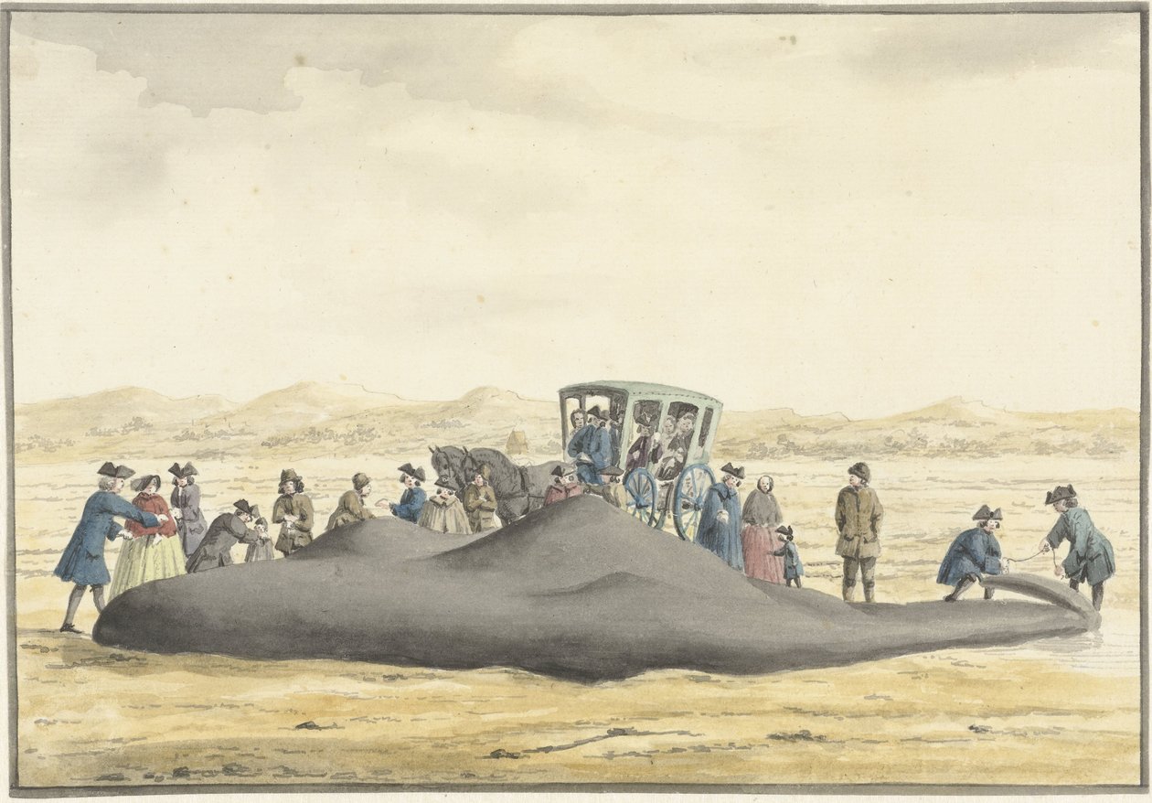 1762年2月20日、ザントフォールトとワイク・アーン・ゼーの間の浜辺に打ち上げられたマッコウクジラ、後ろから見た 作： ヴィンセント・ヤンス。ファンデルヴィン