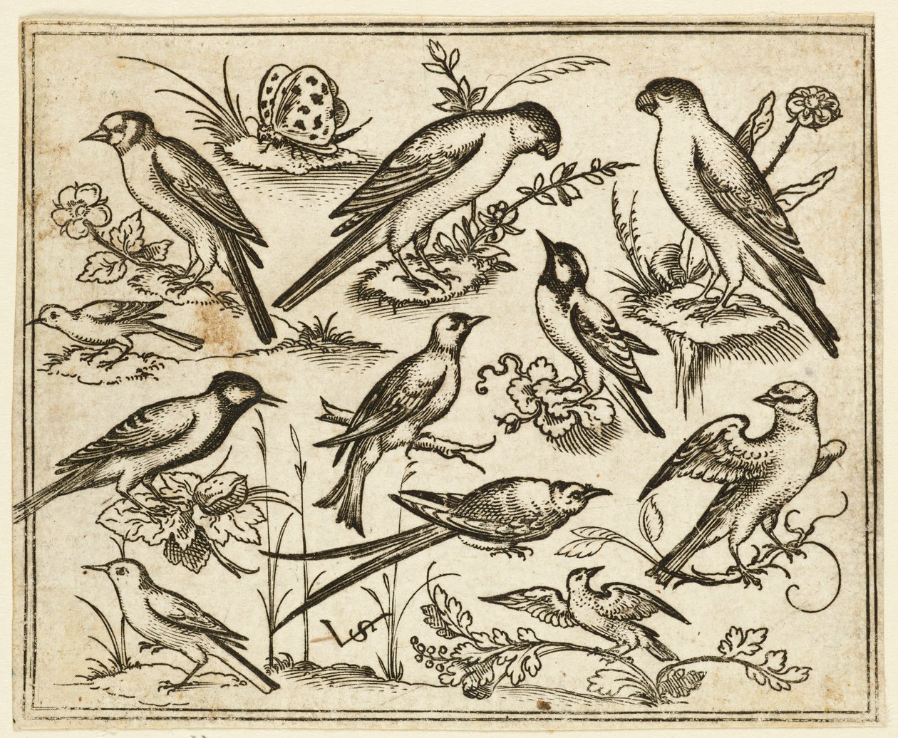 花のついた葉や小枝の上に座る11羽の鳥たち...、1557年。   作： ヴァージルソリス