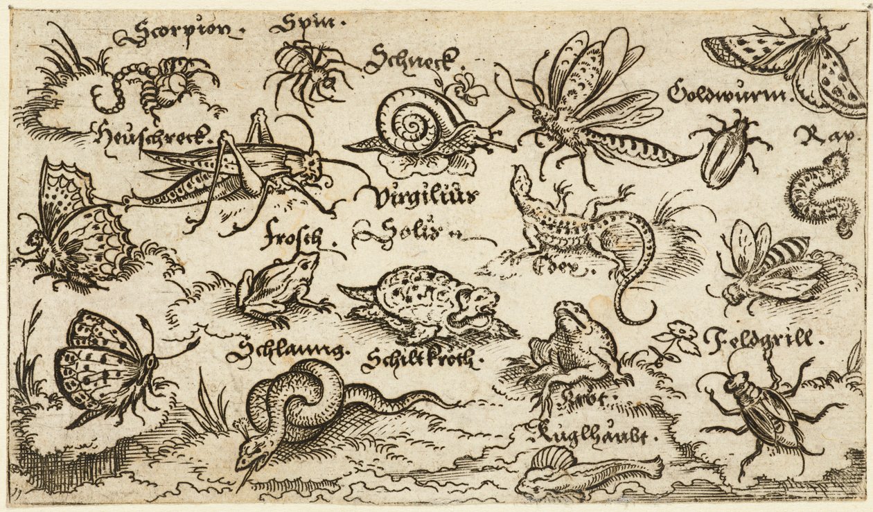 昆虫、爬虫類、カタツムリ、魚が最小限の地面に描かれ、前景に水があります..., 1572. 作： ヴァージルソリス