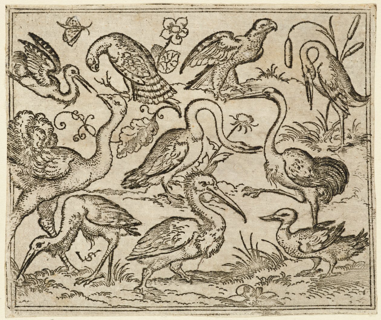 左側のダチョウと、サギとペリカンを含む他の 9 羽の鳥., 1557. 作： ヴァージルソリス