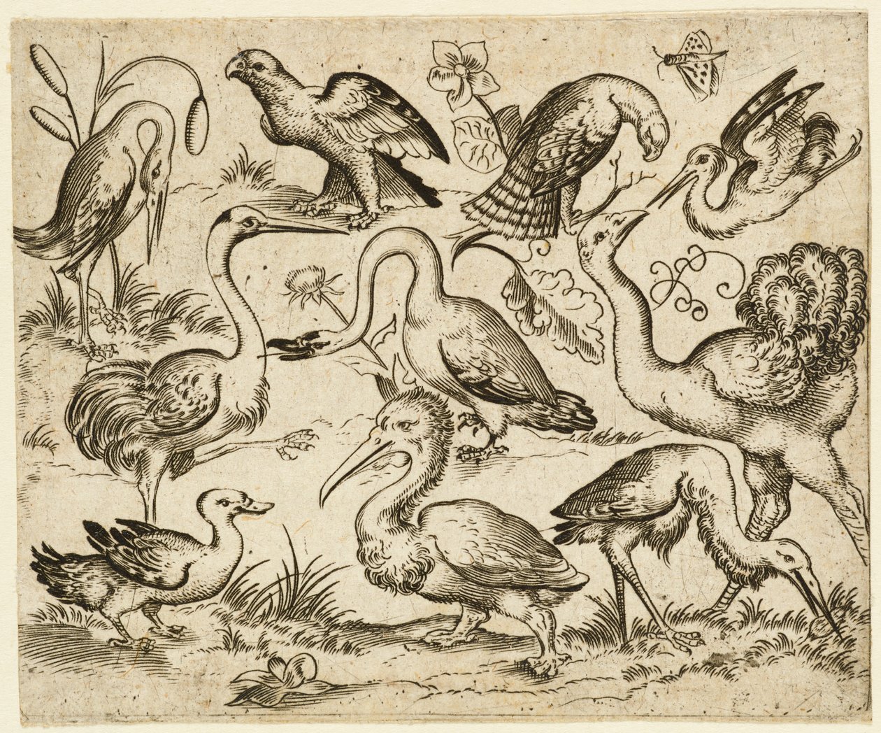 左側にダチョウがいて、鷺やペリカンなど9羽の鳥がいる...1557年以降。   作： ヴァージルソリス