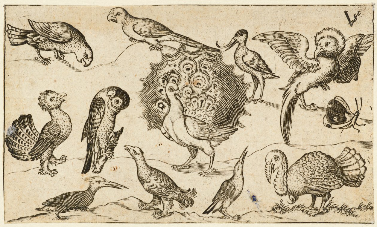 中央のクジャクは、七面鳥と蝶を含む 9 羽の鳥に囲まれています..., 1572. 作： ヴァージルソリス