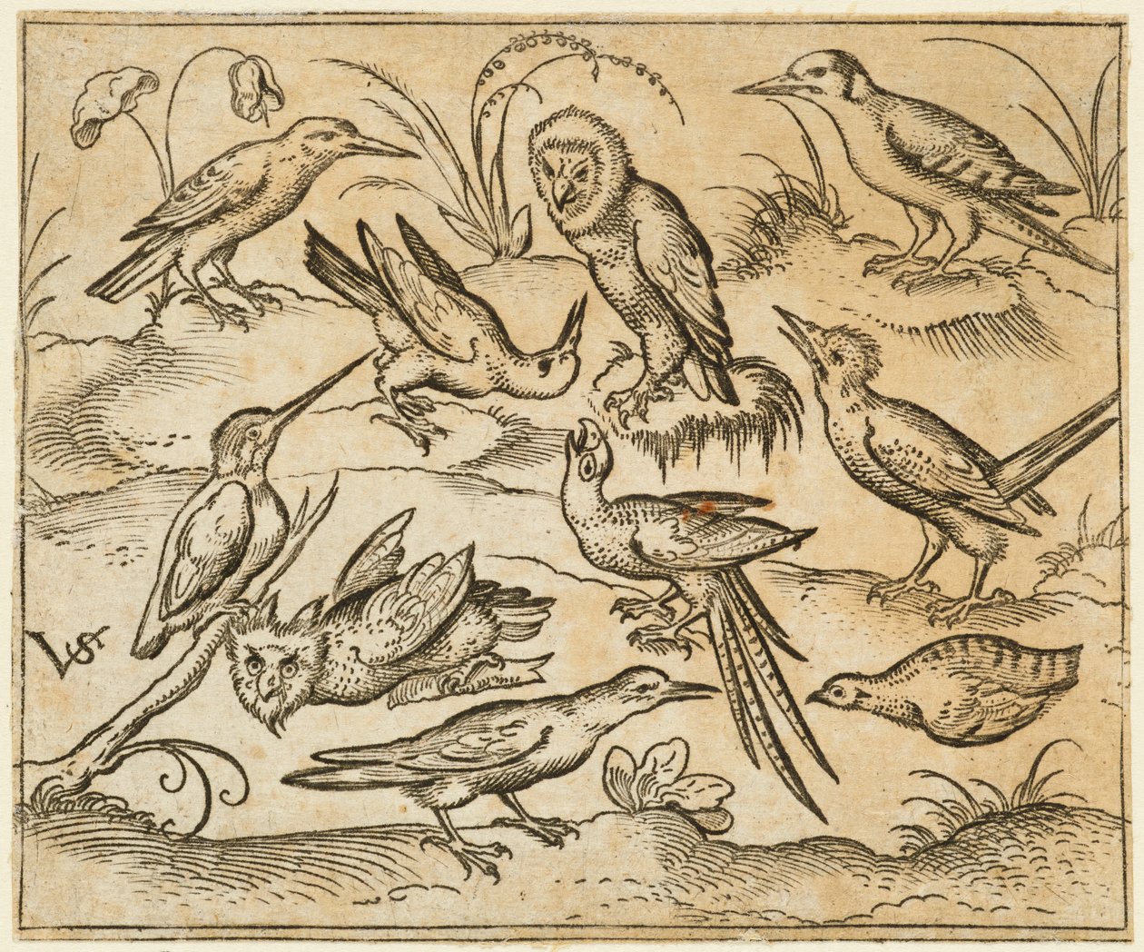 2 羽のフクロウと 1 羽の鳥を含む、10 羽の鳥が枝や草むらにとまっています..., 1557. 作： ヴァージルソリス