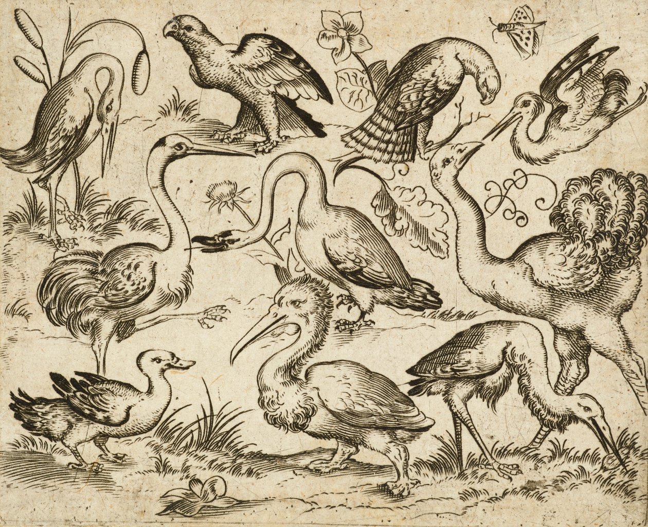1557年以降のドゥースオーナメントプリントアルバムIから、いくつかの鳥の周りに葉の斑点がある最小限の地面に描かれた、サギとペリカンを含む他の9羽の鳥と一緒に描かれた左側のダチョウ（彫刻とエッチング） 作： ヴァージリウス長老（後）ソリス