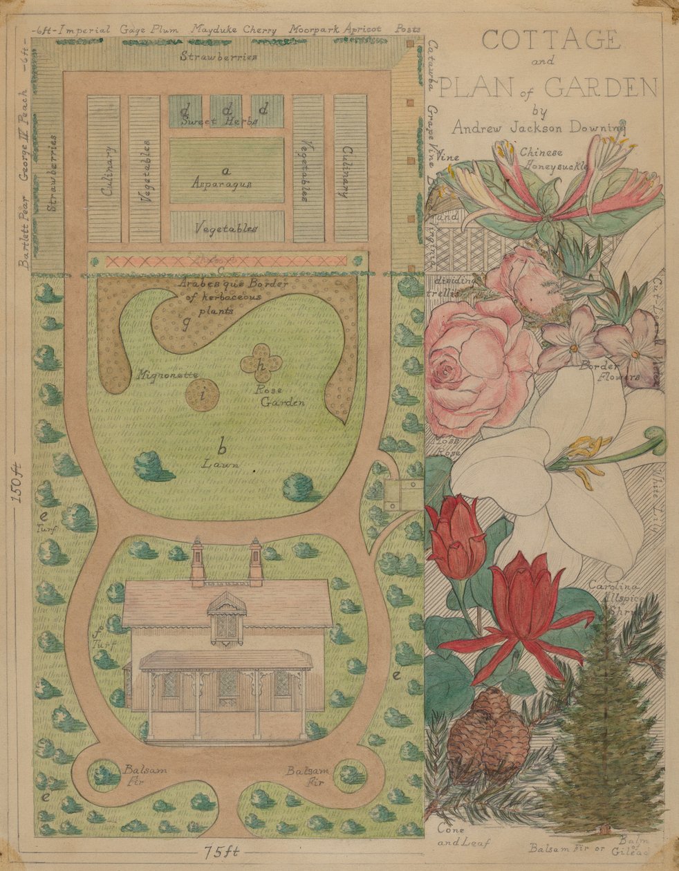 コテージの平面図、c。 1936年。 作： バージニアリチャーズ