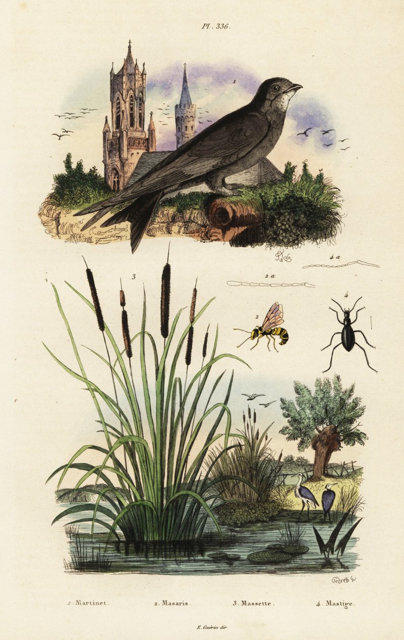 アルパイン スイフト、ホタルイ、カブトムシ、ハチ、1834-1839 (彫刻) 作： ヴィットーレペドレッティ