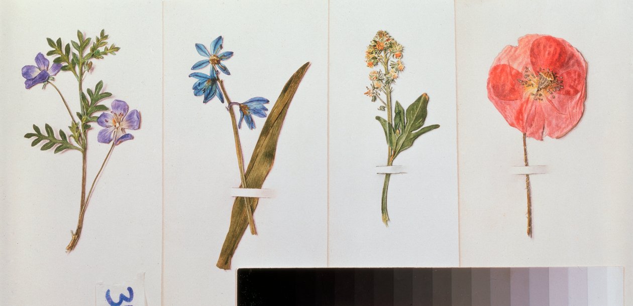 便箋 4 枚 (野の花) - 便箋 4 枚 - ウラジミール・パブロヴィッチ・ソコロフ (1860-1913) の作品、紙に水彩 - ロシアの芸術、静物 作： ウラジミール・パブロビッチ・ソコロフ