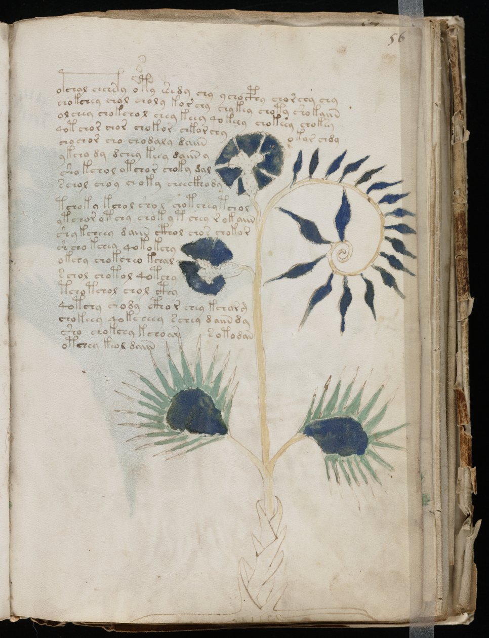 Has AI Finally Decoded Bizarre 600-Year-Old Voynich