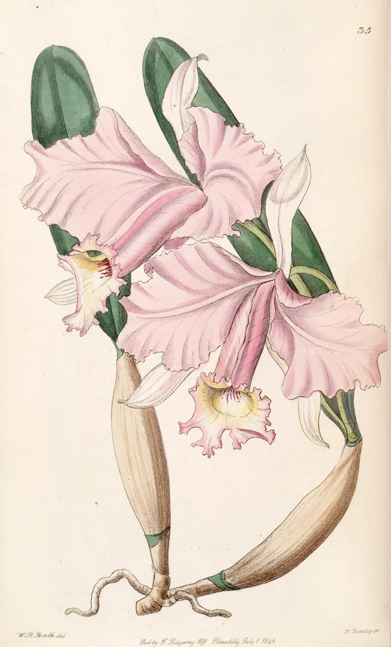 Cattleya labiata（同義語としてCattleya lemoniana） 作： WBブース