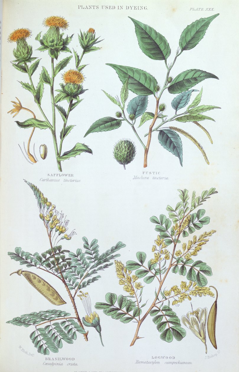 染色で使用された植物、植物研究のプレート、J。ビショップ、1872年 作： 