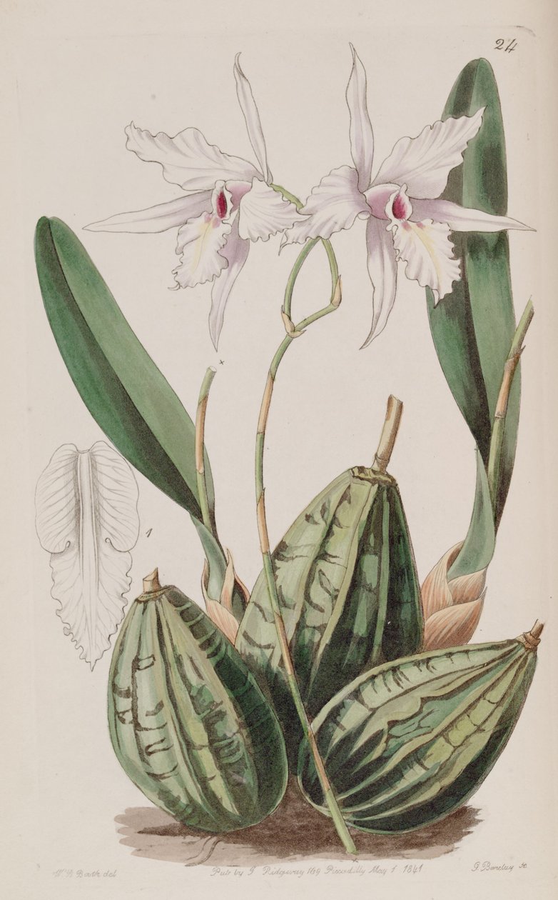 Laelia rubescens（syn。Laelia acuminataとして） 作： WJブース