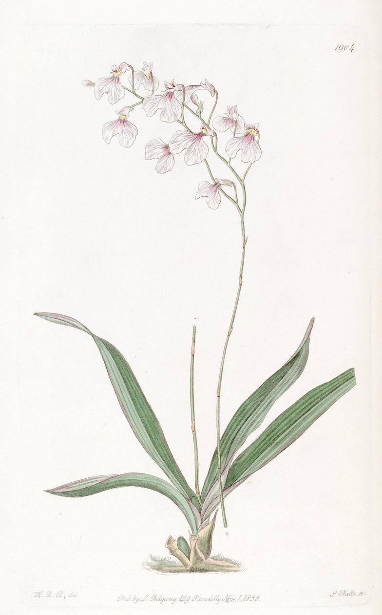 Ionopsis utricularioides_ 作： WBB