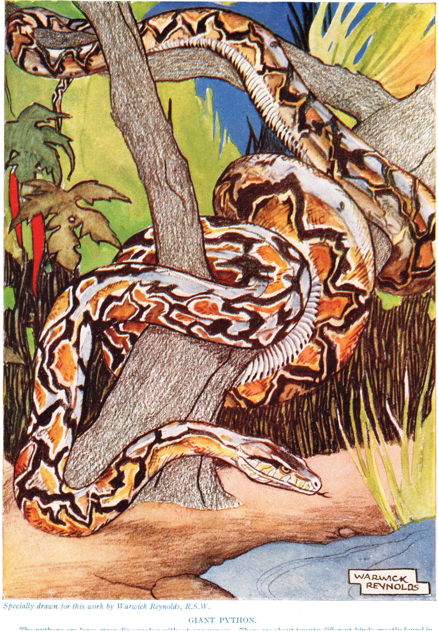 ジャイアントパイソン、「The New Natural History」のイラスト、ジョンアーサートンプソン（1861-1933）、GPパトナムの息子、1926年発行 作： ワーウィックレイノルズ