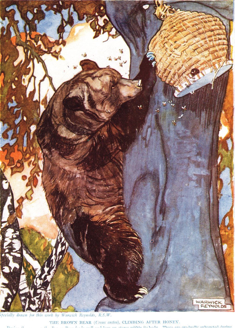 ヒグマの後に登るヒグマ（Ursus arctos）、「新しい自然史」のイラスト、ジョンアーサートンプソン（1861-1933）、GPパトナムの息子、1920年代発行 作： ワーウィックレイノルズ
