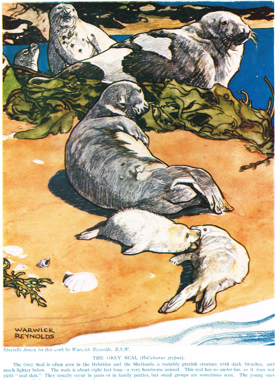 灰色のシール、「新しい自然史」からのイラスト、ジョンアーサートンプソン（1861-1933）、GPパトナムの息子、1926年発行 作： ワーウィックレイノルズ