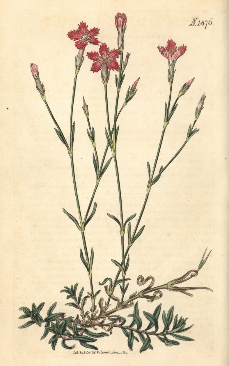 野生のカーネーション - 野生のピンク、Dianthus campestris。ウェデルによる手彩色植物版画、ジョン・シムズ著『カーティスの植物雑誌』より、カウチマン社、ロンドン 作： 