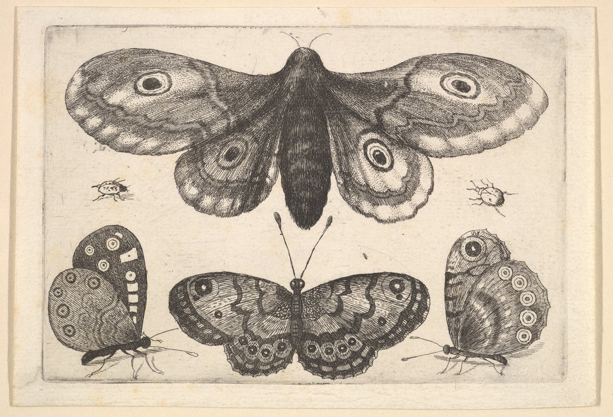 蛾、3匹の蝶、2匹のカブトムシ、1646年。 作： ヴァーツラフ・ホラー