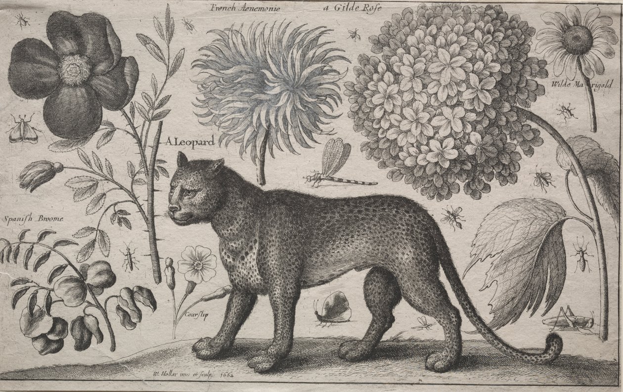 動物と植物: ヒョウと植物と昆虫 作： ヴァーツラフ・ホラー