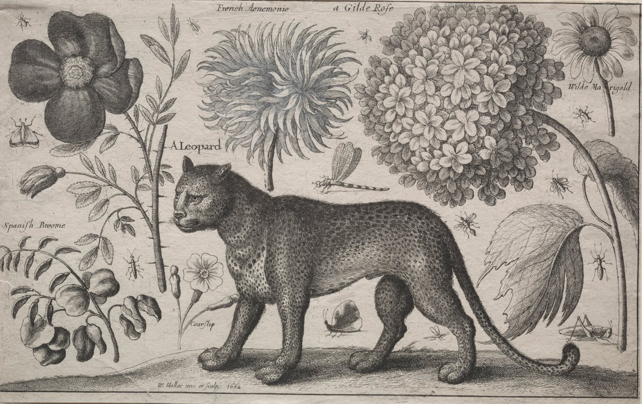 動物と植物：植物と昆虫のヒョウ、1662。 作： ヴァーツラフ・ホラー