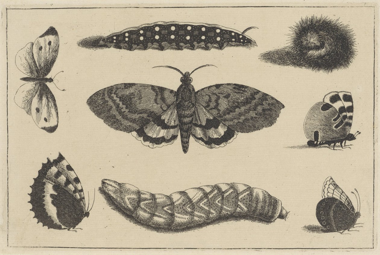 毛虫 3 匹、蛾 1 匹、蝶 4 匹 いろいろな昆虫（連載タイトル） Diversae Insectorum (シリーズタイトル) 作： ヴァーツラフ・ホラー