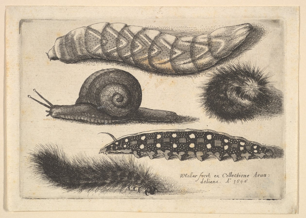 4つの幼虫とカタツムリ、1646年。 作： ヴァーツラフ・ホラー
