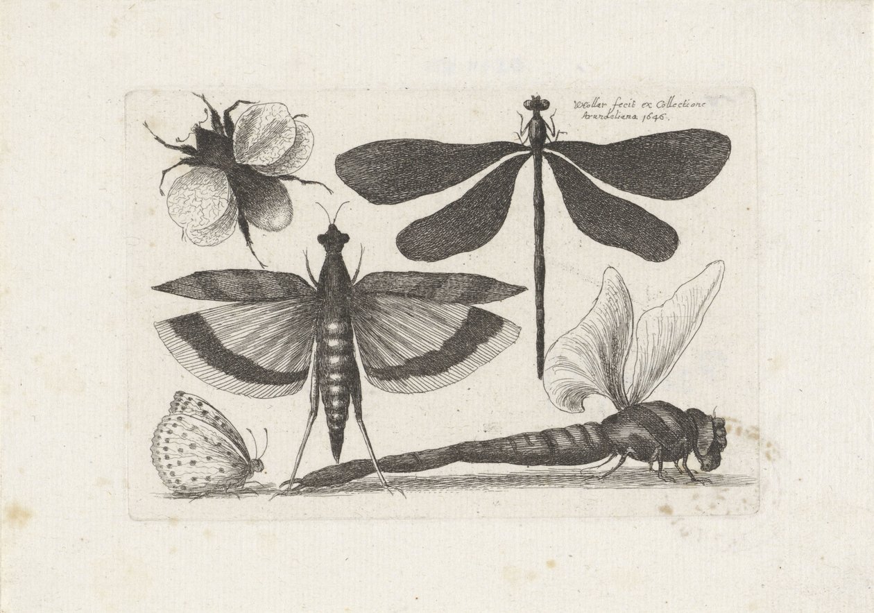 トンボ、蝶、マルハナバチ 昆虫（連載タイトル） Muscarum Scarabeorum (シリーズタイトル) 作： ヴァーツラフ・ホラー