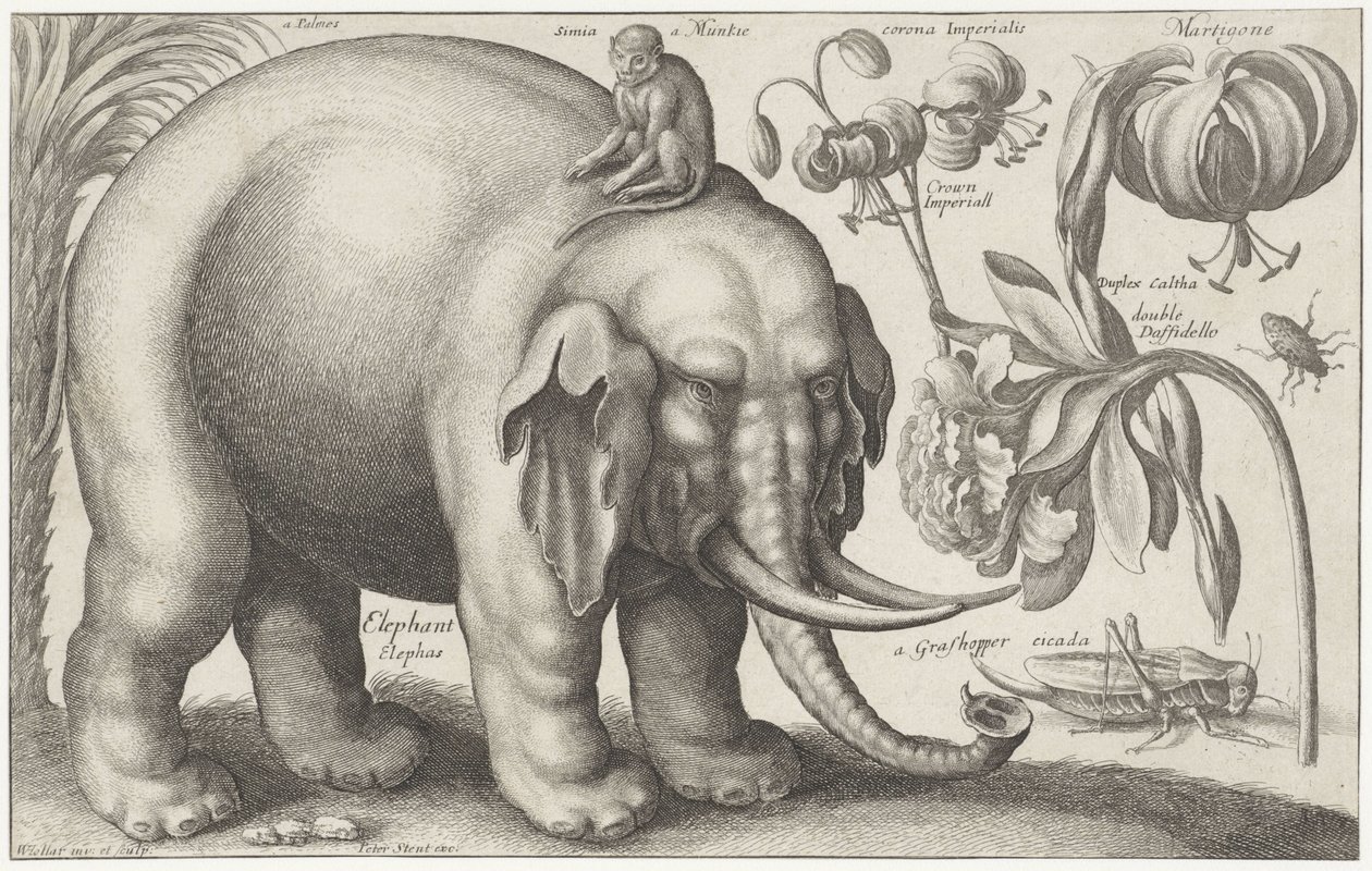 ゾウ、サル、花、昆虫 植物と動物（連載タイトル） Animalium Ferarum (オブジェクトのシリーズ タイトル) 作： ヴァーツラフ・ホラー