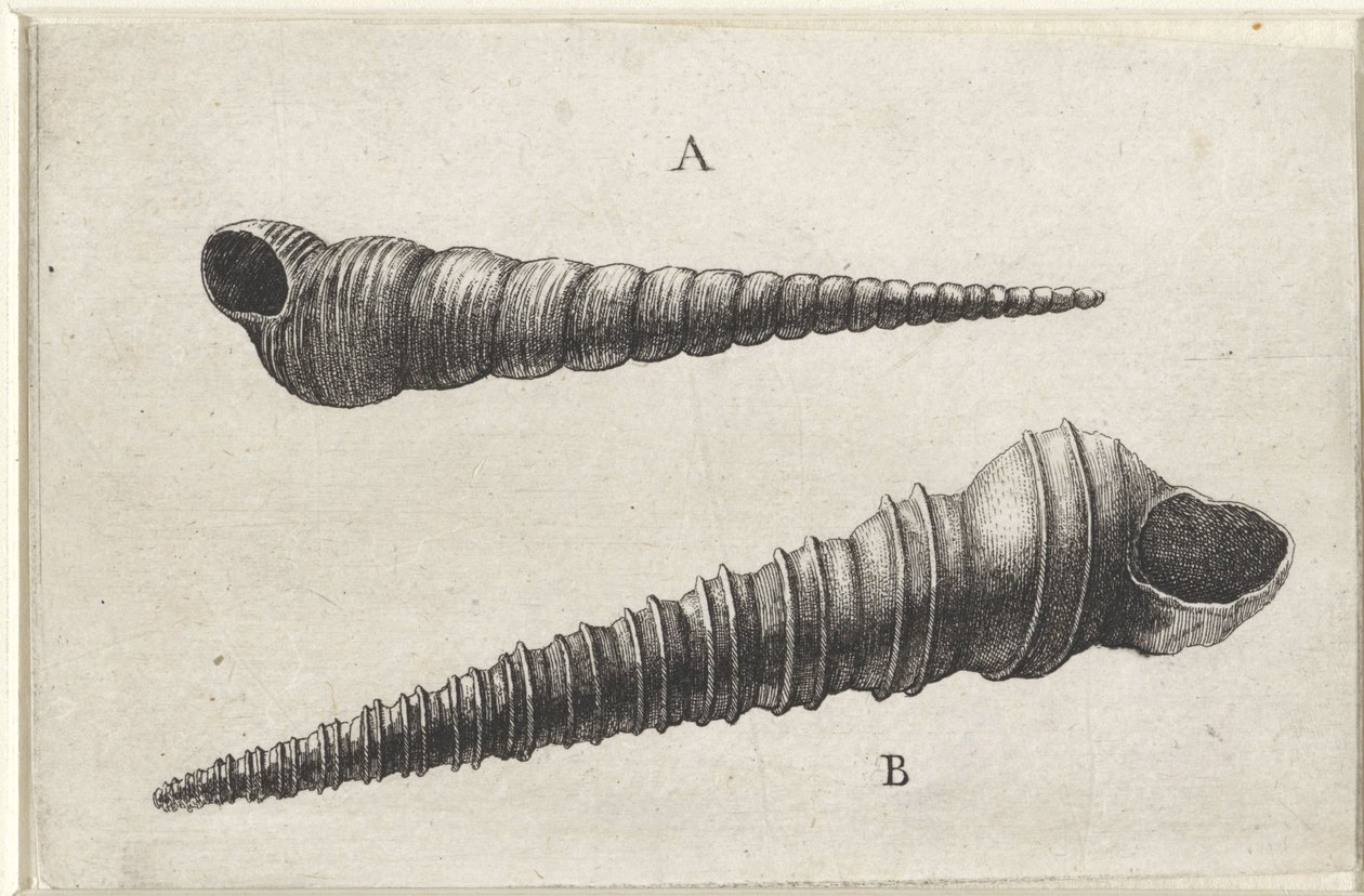 貝殻、turritella terebra (A) および turritella duplicata (B) シェルズ（シリーズタイトル） 作： ヴァーツラフ・ホラー