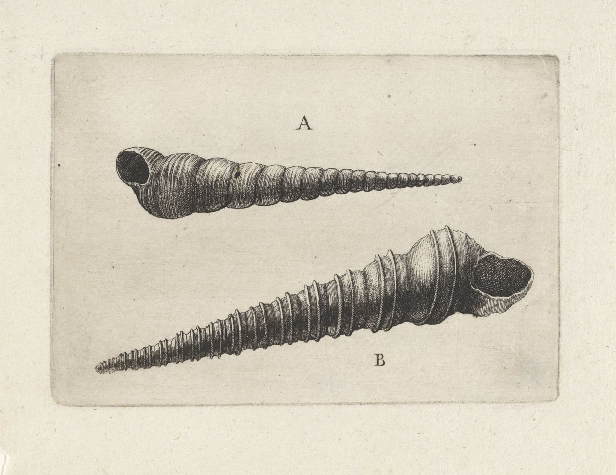 貝殻、turritella terebra (A) および turritella duplicata (B) シェルズ（シリーズタイトル） 作： ヴァーツラフ・ホラー