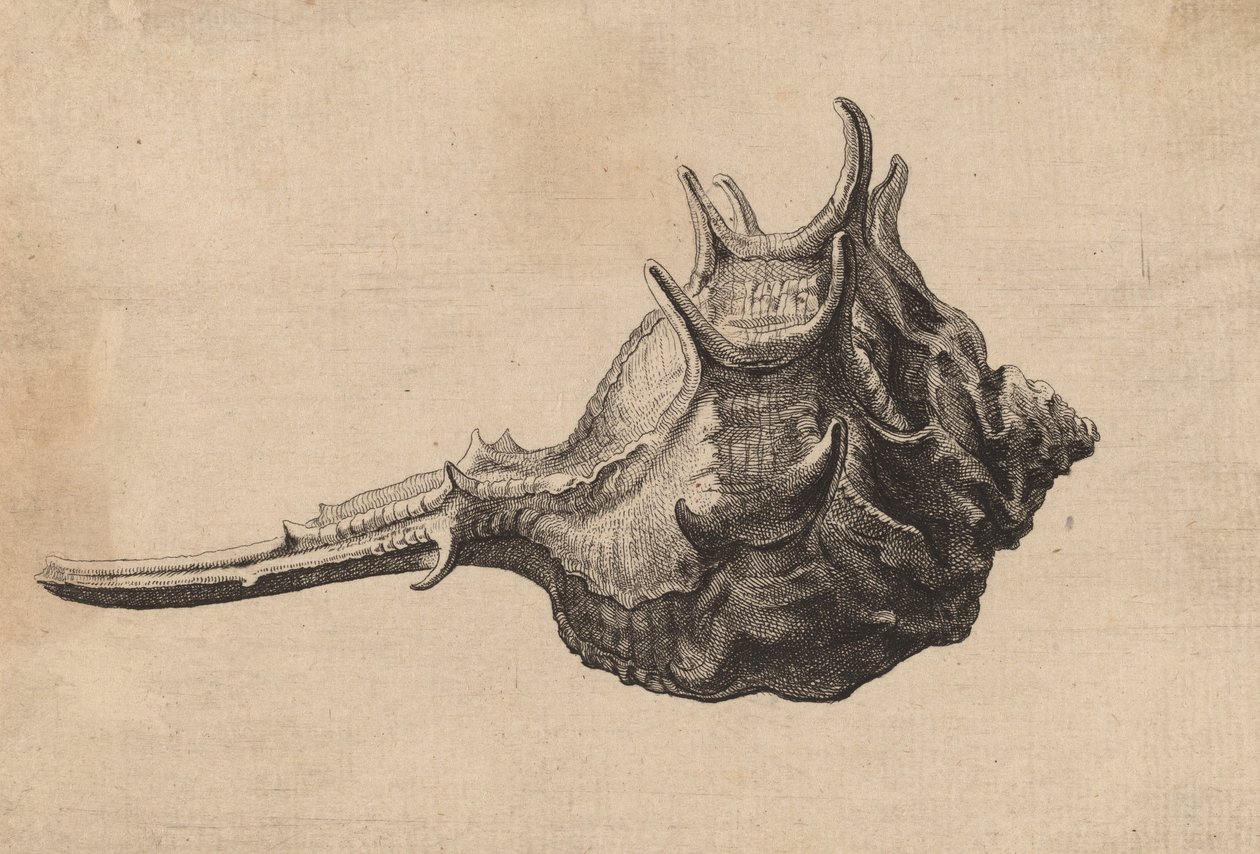 貝殻 Murex brandaris, c. 1645. 作： ヴァーツラフ・ホラー