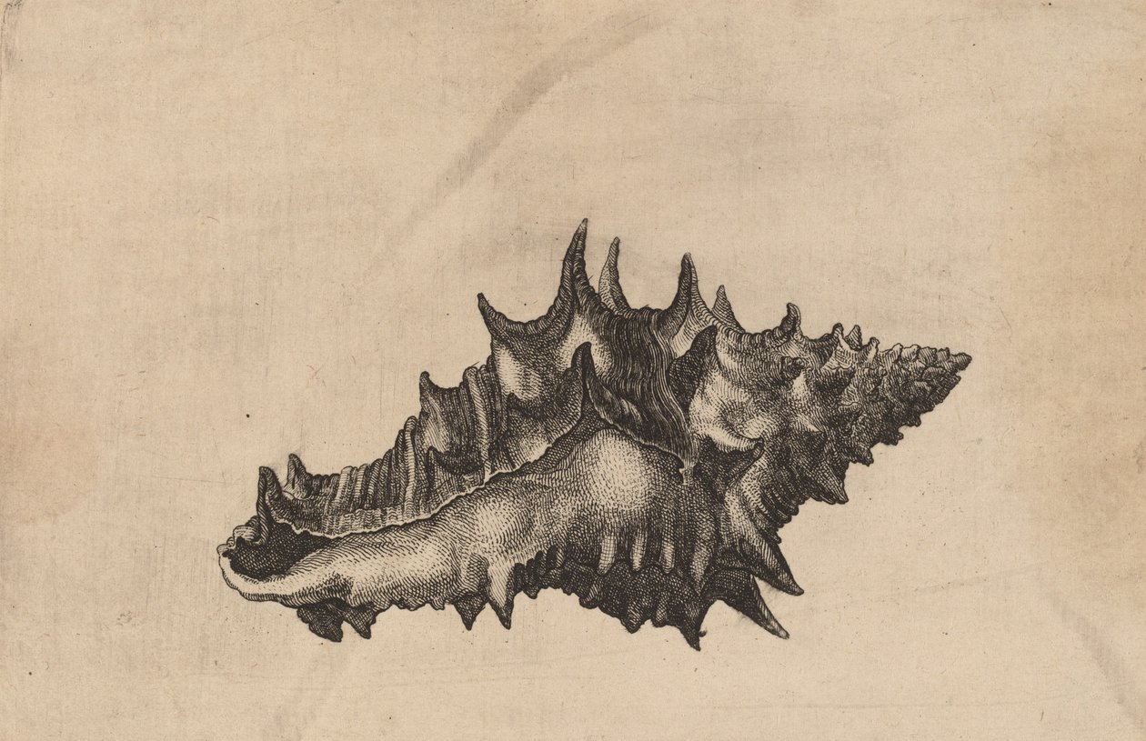貝殻 Vasum ceramicum、1645年頃。 作： ヴァーツラフ・ホラー