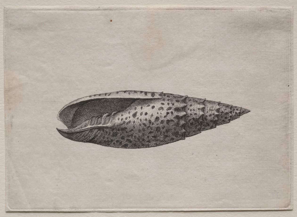 シェル：ミトラが50を獲得1640年代。 作： ヴァーツラフ・ホラー