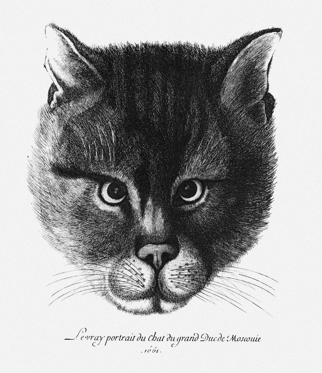 ロシアの皇帝アレクシス1世ミハイロビッチの猫の実像 作： ヴァーツラフ・ホラー