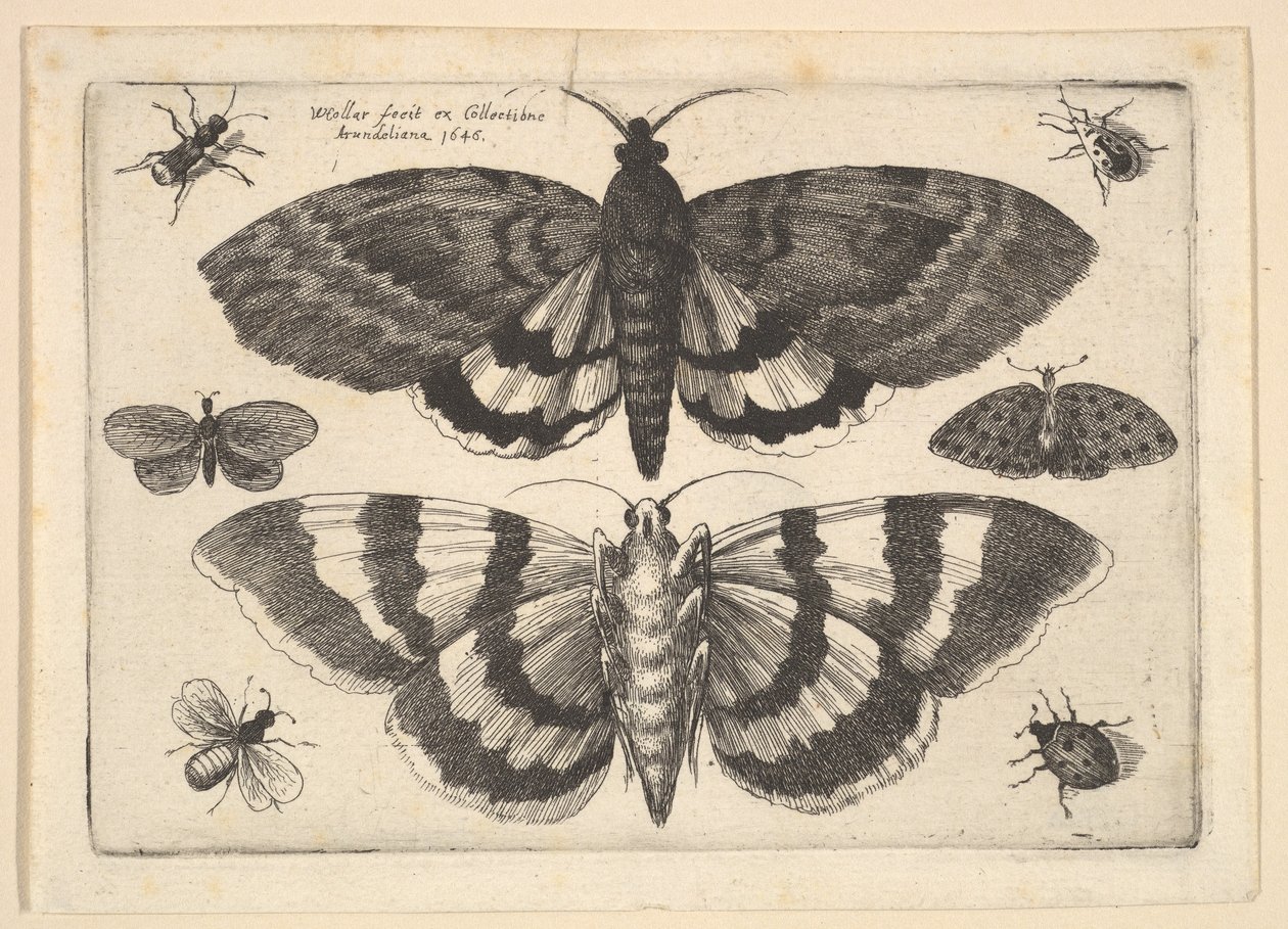 2匹の蛾と6匹の昆虫、1645。 作： ヴァーツラフ・ホラー