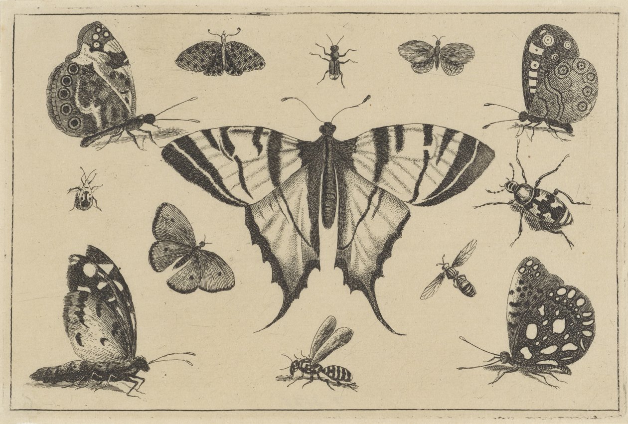 蝶、ハチ、その他の昆虫 いろいろな昆虫（連載タイトル） Diversae Insectorum (シリーズタイトル) 作： ヴァーツラフ・ホラー