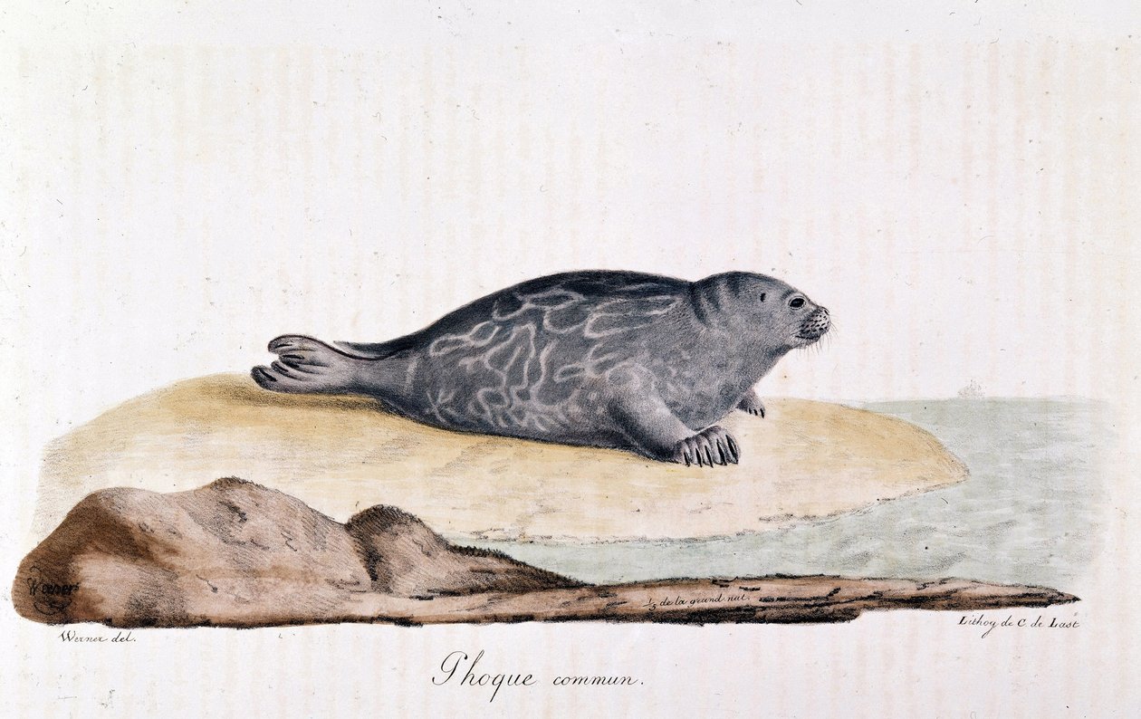 Seal commum - Drawing by Werner 作： ヴェルナーヴェルナー