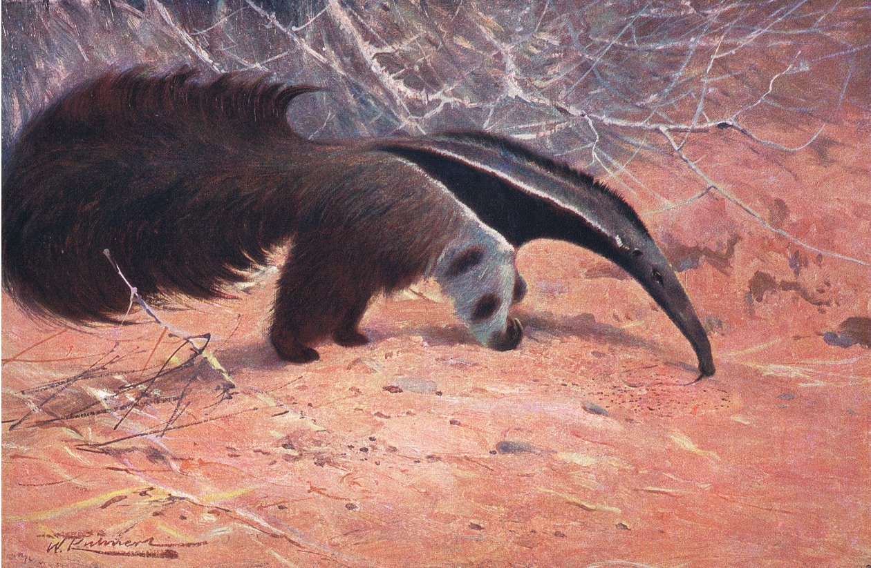Great Ant Eater、Wildlife of the Worldから発行、Frederick Warne＆Co、1900年頃 作： ウィルヘルム・クナート