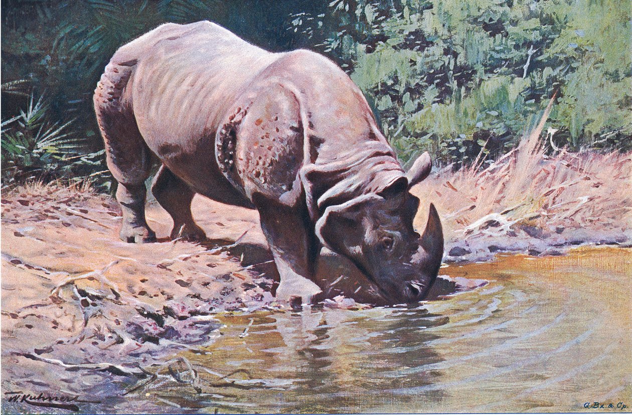 世界の野生生物からのインディアンサイ、フレデリックワーン＆カンパニー発行、1900年頃 作： ウィルヘルム・クナート