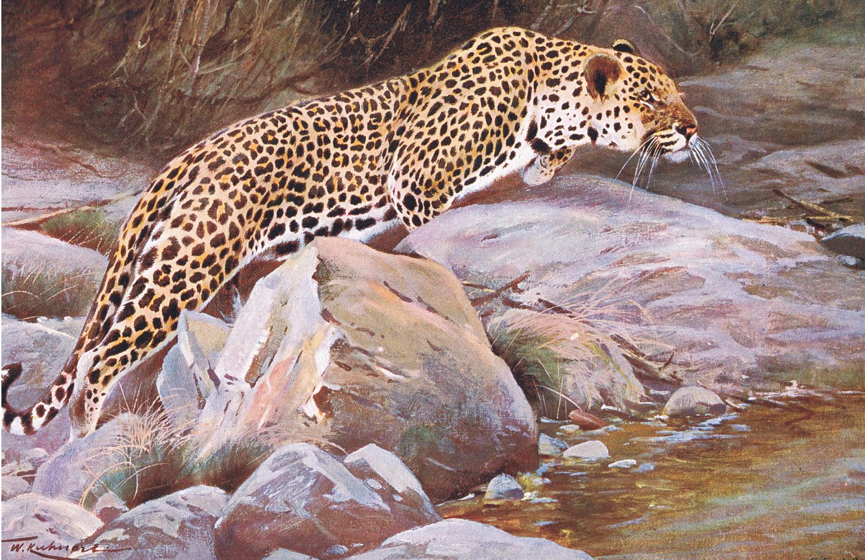 Leopard、Wildlife of the WorldのFrederick Warne＆Co発行、1900年頃 作： ウィルヘルム・クナート